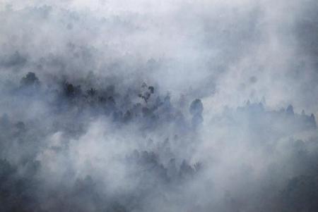 إندونيسيا: فتوى تحرّم حرق الغابات