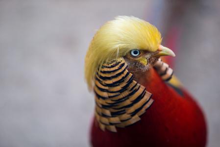 طائر صيني يشبه ترامب