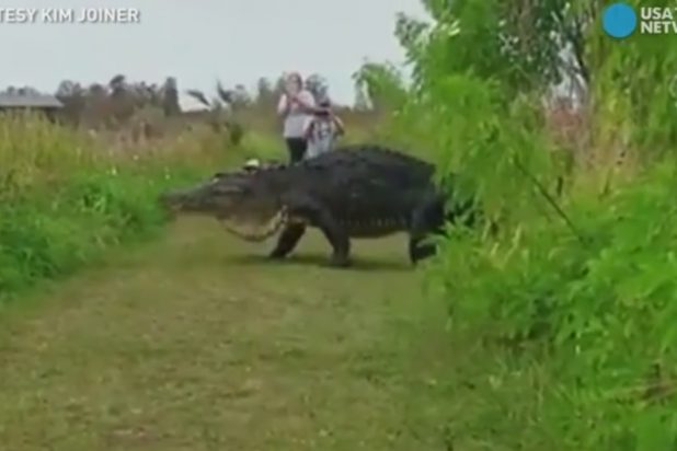 بالفيديو.. تمساح أميركي عملاق في فلوريدا