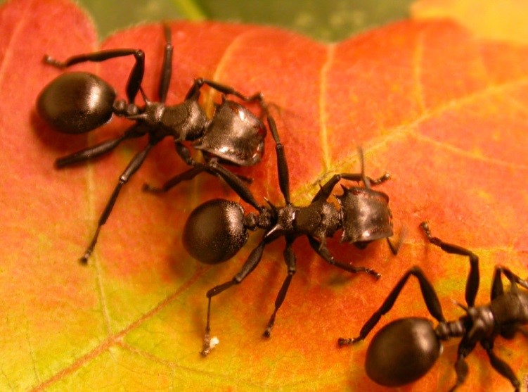 كيف تطورت النباتات لاستخدام النمل في الدفاع عنها