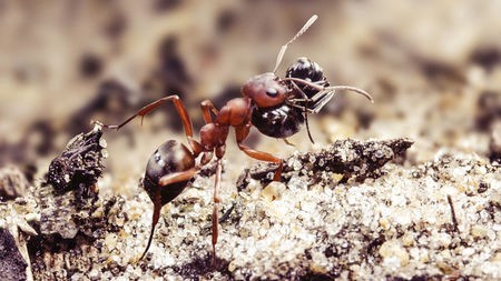 حقائق ممتعة عن النمل
