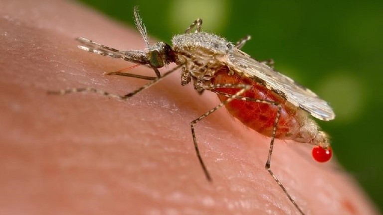 تحذيرات من انتشار “الملاريا القاتلة” في جنوب شرق آسيا