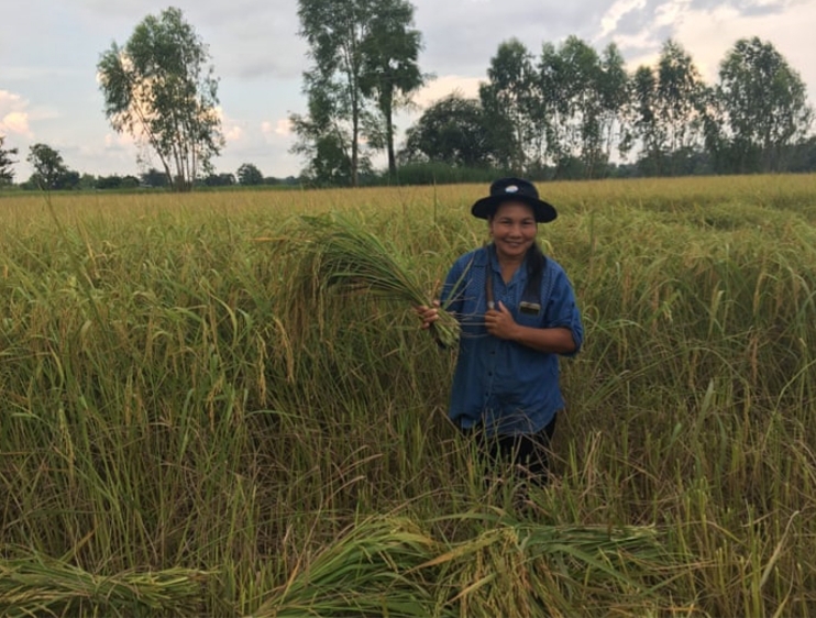 الطريقة المعجزة لإنتاج الأرز المستدام والحصول على غلال أكبر